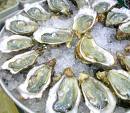 Oysters