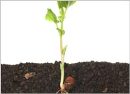 Picture of a seedling