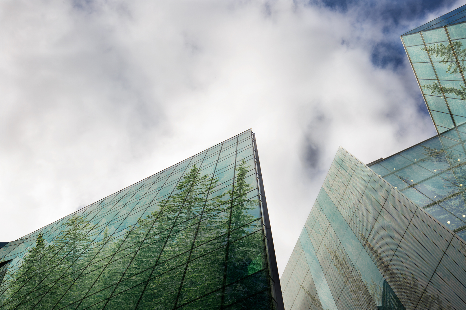 Trees reflected in glass buildings