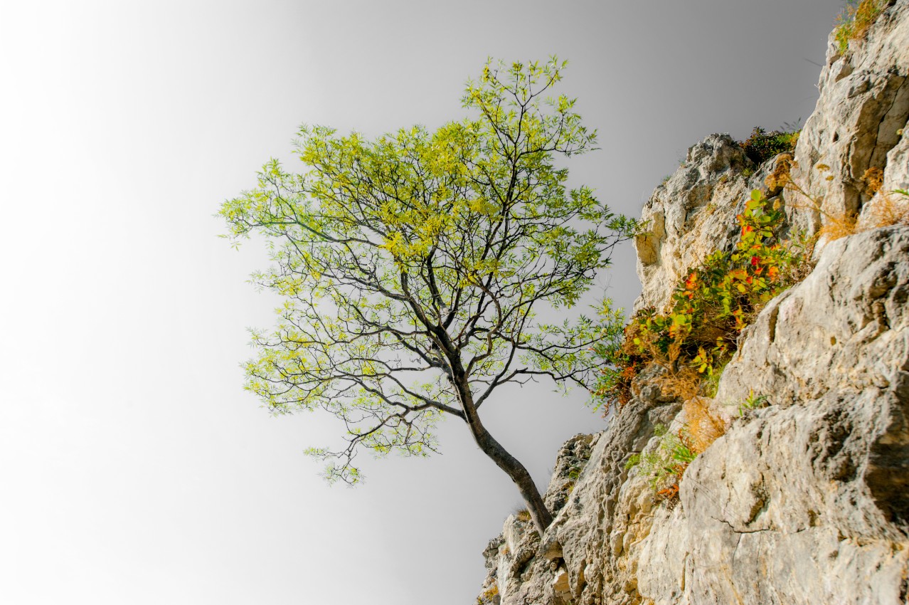 Tree growing from a cliff face