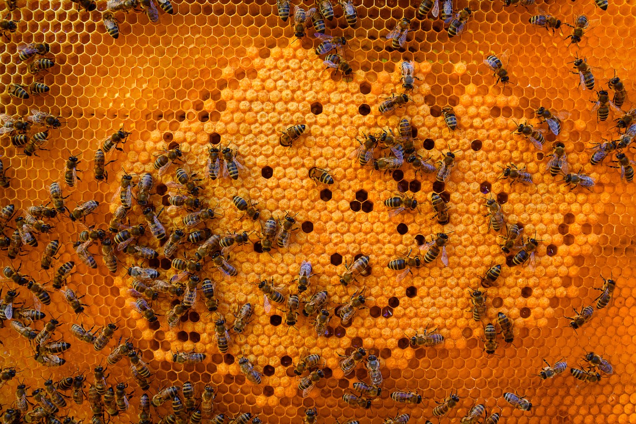Bee hive