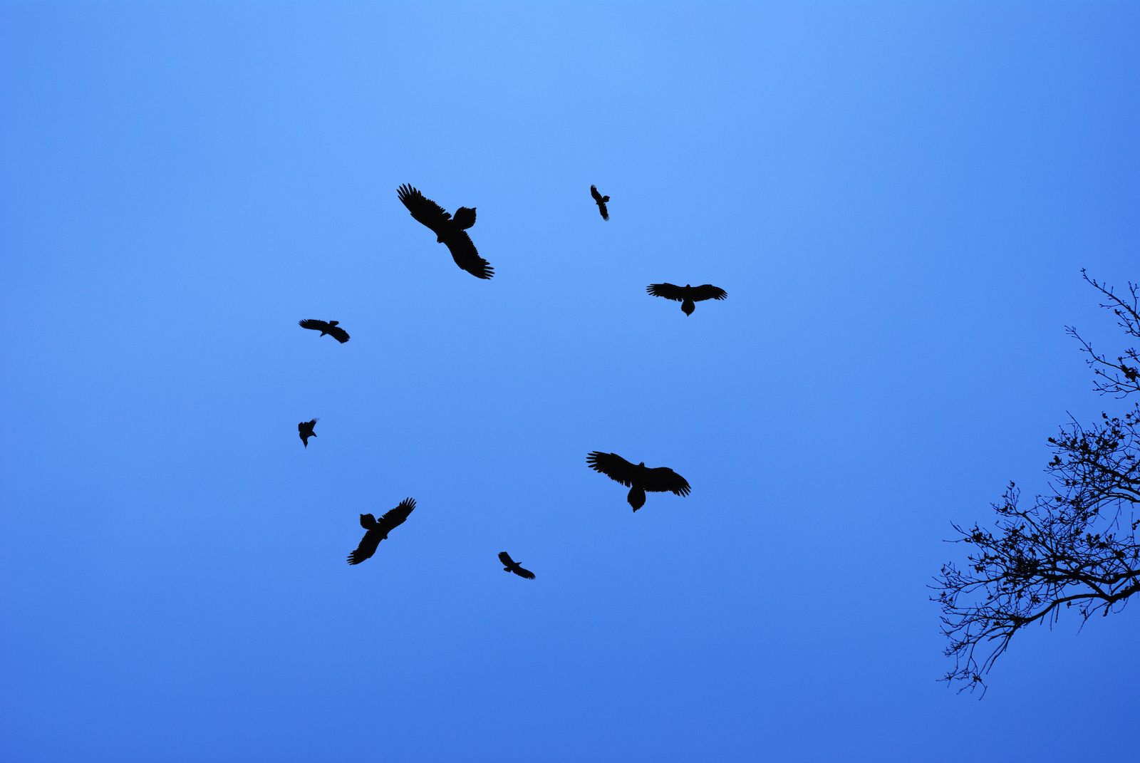 Birds of prey circling