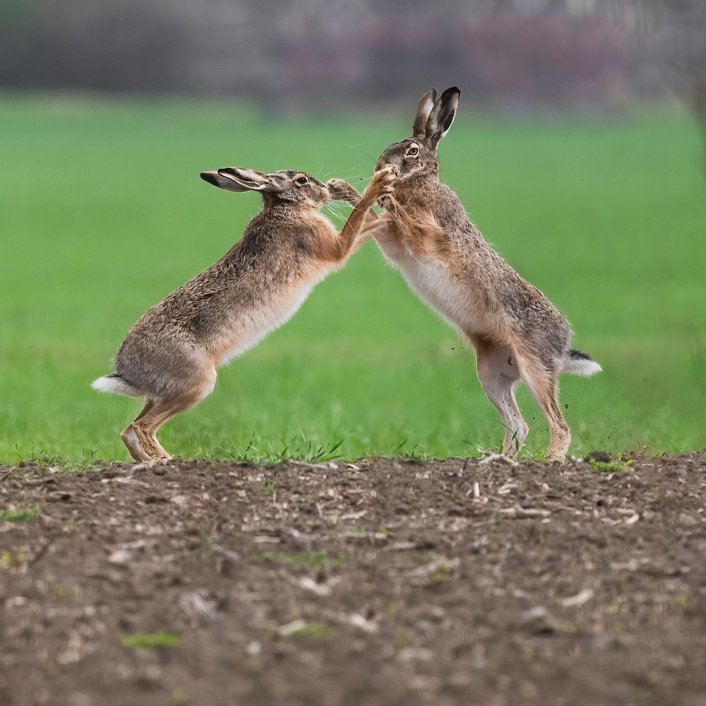 March hares